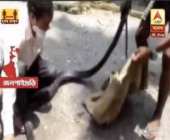 নাগড়াকাটা থেকে উদ্ধার ১৩ ফুটের কিং কোবরা! উদ্ধার করে ছাড়া হয় গরুমারা জঙ্গলে