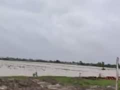 વરસાદ અને નર્મદા કેનાલના પાણીના કારણે ધોળકા તાલુકામાં ડાંગરના પાકને મોટું નુકસાન