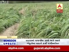 પાટણમાં ગાજવીજ સાથે ફૂંકાયેલા ભારે પવને ખેડૂતોના પાકને કર્યો જમીનદોસ્ત