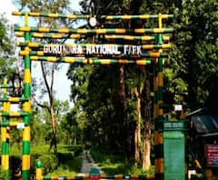 বাইসন শিকার করে মাংস ও হাড়িয়া সহযোগে আসর! জলপাইগুড়ির গরুমারা জাতীয় উদ্যানের ঘটনায় গ্রেফতার ১