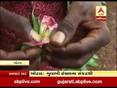 બોટાદઃ બરવાળાના વહિયાના ખેડૂતો ગુલાબી ઇયળના સંકથી ત્રસ્ત,જુઓ વીડિયો