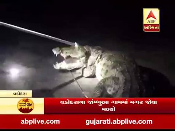 વડોદરાના જાંમ્બુઆમાં 8 ફૂટ લાંબો મગર જોવા મળતા લોકોમાં ભયનો માહોલ. જુઓ વીડિયો 