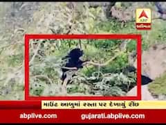 માઉન્ટ આબુના મુખ્ય માર્ગ પર જોવા મળ્યું રિંછ, જુઓ વીડિયો