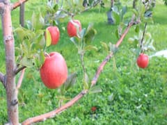 कोरोना महामारी की भेंट चढ़ा हिमाचल प्रदेश का सेब कारोबार