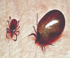 জ্বর, গা-হাত পায়ে যন্ত্রণা সইতে পারছেন না? আপনি স্ক্রাব টাইফাসের শিকার নন তো?