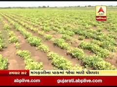 મોરબીના આંદરણાના ખેડૂતો પર સંકટ, મગફળીના પાકમાં જોવા મળી પીળાશ