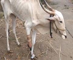 पुण्यातील चौफुल्यातील गायीला कृत्रिम पाय; संचेतीच्या प्रोस्थेटिक, ऑर्थोटिक्स विभागाची कामगिरी