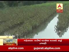 મહેસાણાઃ કડીમાં 500 વિઘા જમીન પર ફરી વળ્યા વરસાદી પાણી, પાકને નુકસાન થતા ખેડૂતોની હાલત કફોડી