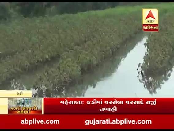મહેસાણાઃ કડીમાં 500 વિઘા જમીન પર ફરી વળ્યા વરસાદી પાણી, પાકને નુકસાન થતા ખેડૂતોની હાલત કફોડી