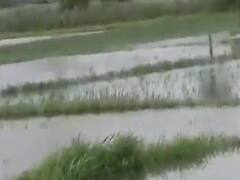 સુરતઃ ઓલપાડ તાલુકામાં ખેતરોમાં પાણી ભરાતા ડાંગરના પાકને મોટું નુકસાન, જુઓ વીડિયો