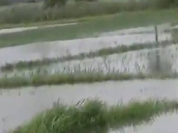 સુરતઃ ઓલપાડ તાલુકામાં ખેતરોમાં પાણી ભરાતા ડાંગરના પાકને મોટું નુકસાન, જુઓ વીડિયો