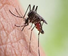 Malaria in Mumbai | मुंबईत मलेरियाच्या रुग्णसंख्येत वाढ; गेल्या वर्षीच्या तुलनेत यंदा दुप्पट रुग्ण