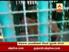 ભાવનગરના જેસરના તાતણીયા ગામે દીપડો પાંજરે પૂરાયો, ગ્રામજનોએ લીધો રાહતનો દમ 