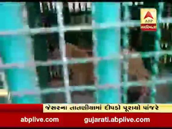 ભાવનગરના જેસરના તાતણીયા ગામે દીપડો પાંજરે પૂરાયો, ગ્રામજનોએ લીધો રાહતનો દમ 