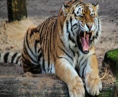 অজানা জন্তুর পায়ের ছাপে ফের বাঘের আতঙ্ক ঝাড়গ্রামে, 'বাঘ নয়' জানাল বন দফতর 