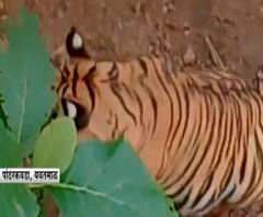 Tiger In Farm | महिनाभरापासून वाघ शेतात राहतोय, यवतमाळच्या पांढरकवडा गावात वाघाची दहशत