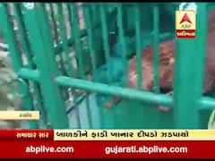 દાહોદમાં આદમખોર દીપડો પાંજરે પુરાયો, હાલમાંજ બાળકી પર કર્યો હતો હુમલો