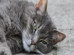 Bengaluru में हिंसा के बाद क्यों एक बिल्ली DJ Halli Police Station के चक्कर लगा रही है?