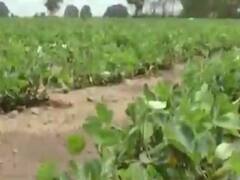 વિદેશી બિયારણના અજાણ્યા પાર્સલ અંગે કેન્દ્રિય કૃષિ વિભાગે રાજ્યોના કૃષિ વિભાગને એલર્ટ કર્યા