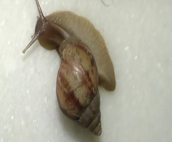Nagpur Snail Issue | गोगलगायींमुळे नागपूरकर त्रस्त, घरात ठिकठिकाणी गोगलगायींचा सुळसुळाट