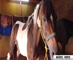 Matheran Lockdown Effect | लॉकडाऊनमध्ये माथेरानच्या घोड्यांची व्यथा, सरकारी मदतीची अपेक्षा | स्पेशल रिपोर्ट