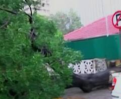 Mumbai Rain Damage | दक्षिण मुंबई पावसासह वादळी वारे, मुंबई सीपी कार्यालयाबाहेर वटवृक्ष उन्मळून पडला