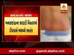 બનાસકાંઠાના સરહદી વિસ્તારમાં દીપડાએ મચાવ્યો આતંક, દૈયપ પાસે દીપડાએ ખેડૂત પર કર્યો હુમલો