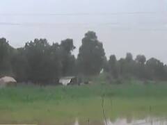 બનાસકાંઠાઃ અવિરત મેઘમહેર બની મેઘકહેર,ખેડૂતોના ઉભા પાકને નુકસાનની ભીતિ