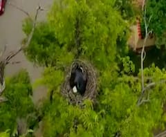 Amravati | पक्षाचं घरटं वाचवण्यासाठी वृक्षतोड स्थगित, पक्षाच्या घराचं 'बांधकाम' वाचवण्याचा निर्णय