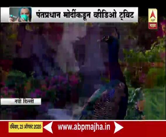 PM Narendra Modi | पंतप्रधान नरेंद्र मोदी यांची मोरांसोबत मैत्री; मोदींकडून व्हिडीओ ट्विट