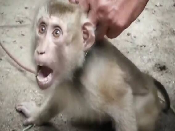 चींटी को आटा खिलाने वाले देश में पशुओं के साथ क्यों होती है क्रूरता ? | घंटी बजाओ