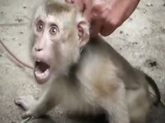 India needs to implement strict laws for animal protection | Ghanti bajao