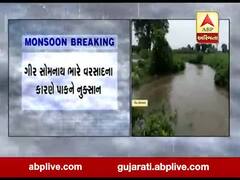 ગીર સોમનાથમાં ભારે વરસાદના કારણે પાકને નુકસાન, જુઓ વીડિયો 