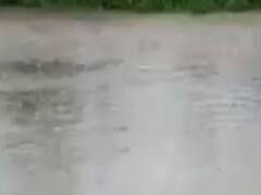 સુરતના ઉમરપાડમાં આભ ફાટ્યું, સવારે માત્ર ચાર કલાકમાં સાડા પાંચ ઈંચ વરસાદ વરસ્યો, જુઓ વીડિયો 