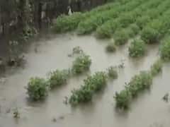 વરસાદે પોરબંદરના ખેડૂતોને કર્યા બરબાદ,મુખ્યમંત્રી કિસાન સહાય યોજનાના નિયમોમાં ફેરફાર કરવા માંગ