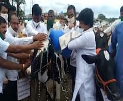 Maharashtra BJP Protest Milk Rate | कराड-सोलापूर रस्त्यावर भाजपने गायी सोडल्या