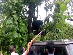 33 घंटे से फंसे भालू को 3 घंटे के Rescue Operation के बाद बचाया गया