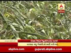 પાટણમાં વરસાદ ખેંચાતા ખેડૂતોની હાલત કફોડી, જુઓ વીડિયો 