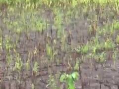 ગીર સોમનાથના ગીર ગઢડા વિસ્તારમાં ખેડૂતોના પાકને ભારે નુકસાન, જુઓ વીડિયો