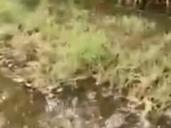 ગીર સોમનાથ જિલ્લાના ખેતરોમાં હજુ પાણી ન ઓસરતા ખેડૂતો બરબાદ, જુઓ વીડિયો