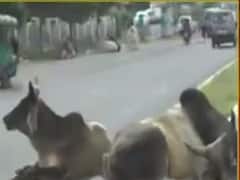 મહેસાણા શહેરમાં તૂટેલા રસ્તા અને રખડતા પશુઓથી સ્થાનિકો પરેશાન 