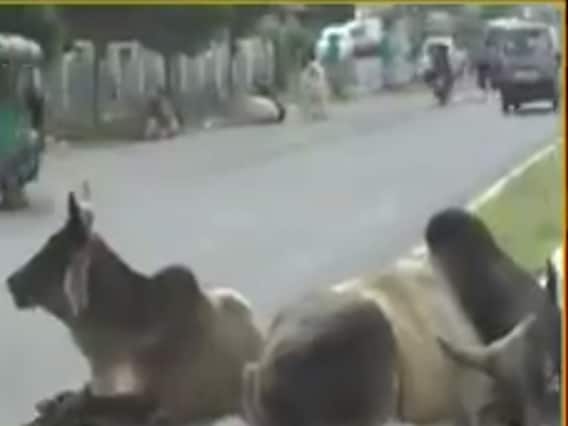 મહેસાણા શહેરમાં તૂટેલા રસ્તા અને રખડતા પશુઓથી સ્થાનિકો પરેશાન 