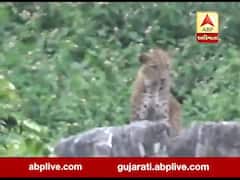 માઉન્ટ આબુમાં દિવસે દીપડો દેખાતા લોકોમાં ભયનો માહોલ 