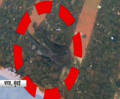 Fish on Railway track | मुंबई लोकलच्या ट्रॅकचा झाला फिश टॅंक, परळ स्थानकावर साचलेल्या पाण्यात मासे