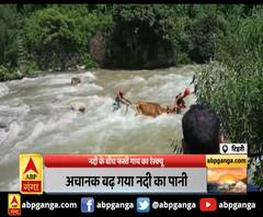 टिहरी : नदी के बीच फंसी गाय का रेस्क्यू, SDRF टीम ने किया गाय को रेस्क्यू