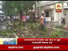 અમદાવાદ મનપાના ટ્રી ટ્રીમિંગના દાવા વચ્ચે વસ્ત્રાપુરની નંદદીપ સોસાયટી પાસે વૃક્ષ ધરાશાયી, જુઓ વીડિયો