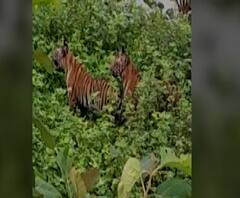 Chandrapur Tigers | चंद्रपूरमध्ये वाघीण आणि तीन पिल्लांचा मुक्त संचार कॅमेऱ्यात, टेकडीकडे जात असताना वाघांचं दर्शन