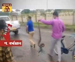 পানাগড়ে ধানক্ষেতে উদ্ধার ১০ ফুট লম্বা ময়াল! হইচই স্থানীয়দের