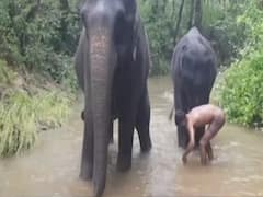 Did you know Madhya Pradesh elephants enjoy 15-day long vacation every year?