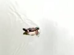 Howrah: प्रवासी पक्षी American Wood Duck के आने से इलाके में बदला माहौल